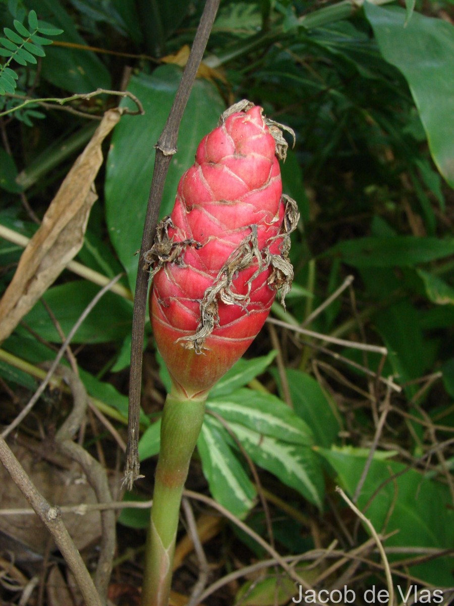 Zingiber zerumbet (L.) Roscoe ex Sm.